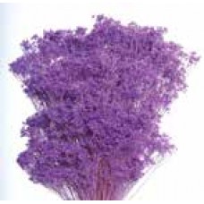 BLOOMS GYPSY Lavender (BULK)